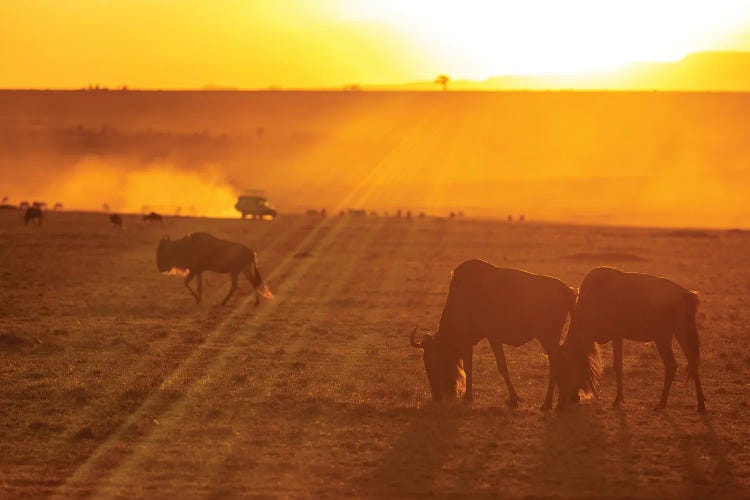 Sunset Game Drive