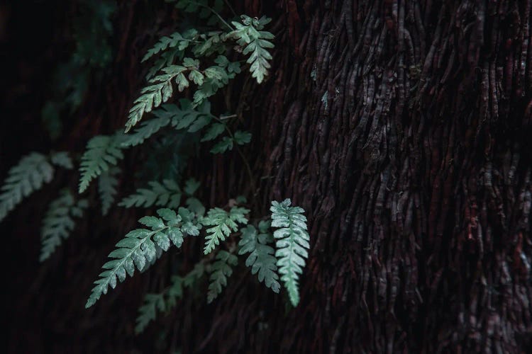 Tree Fern Detail