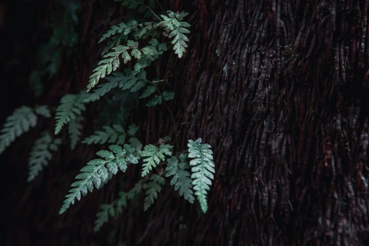 Tree Fern Detail by Jane Rix wall art