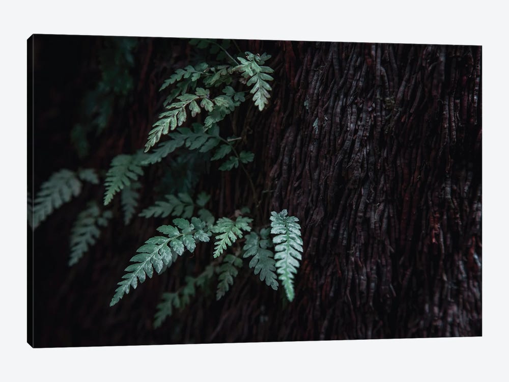 Tree Fern Detail by Jane Rix 1-piece Canvas Art
