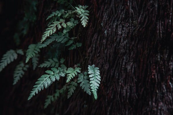 Ferns: Tree Fern Detail by Jane Rix