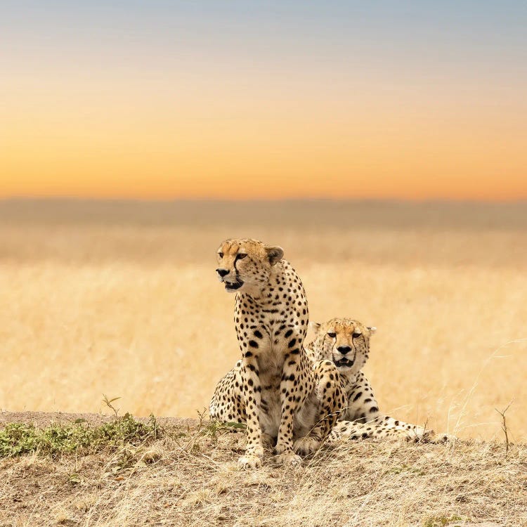 Cheetahs by Jane Rix wall art