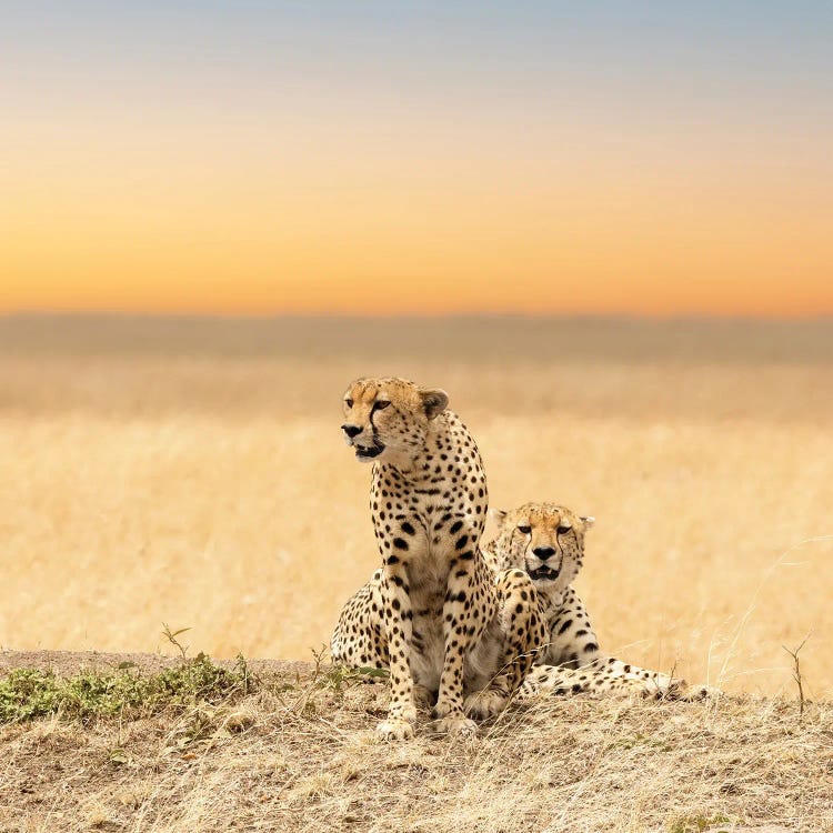 Cheetahs