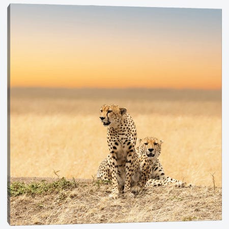 Cheetahs Canvas Print #JRX459} by Jane Rix Canvas Art