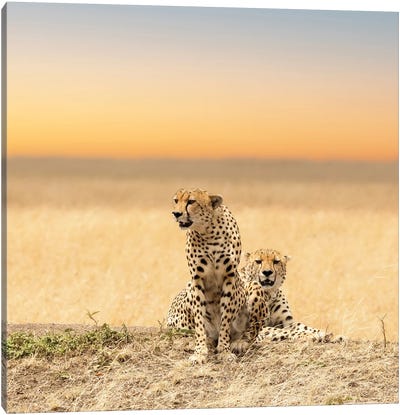 Cheetahs Canvas Art Print - Cheetah Art