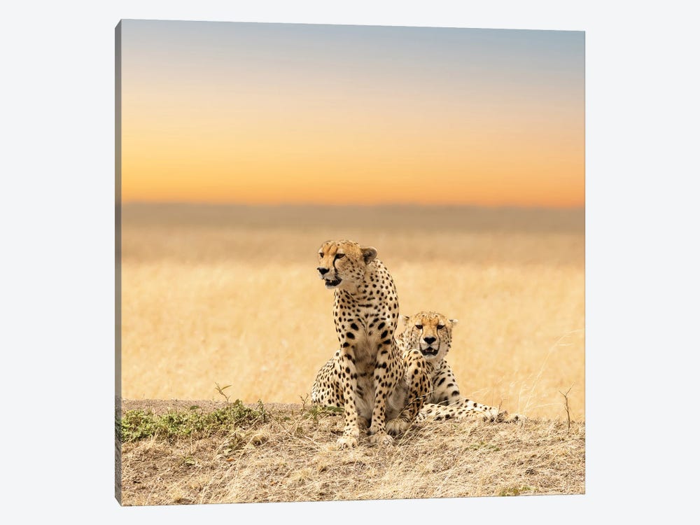 Cheetahs by Jane Rix 1-piece Canvas Print