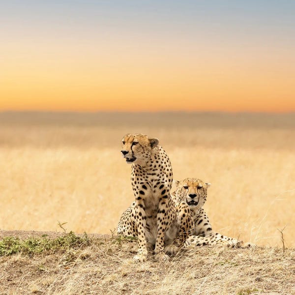Cheetahs: Cheetahs by Jane Rix