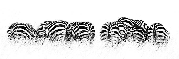 Row Of Black And White Zebras, Rear View