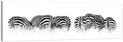 Row Of Black And White Zebras, Rear View Canvas Art Print - Zebra Art