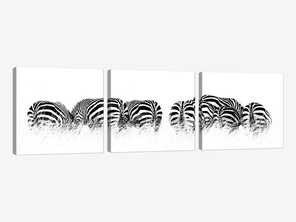 Row Of Black And White Zebras, Rear View by Jane Rix 3-piece Canvas Art