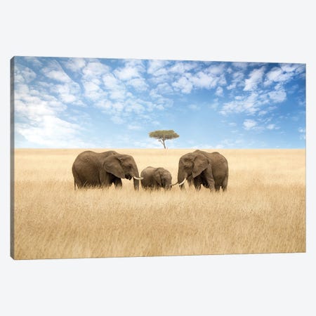 Elephants And Acacia Tree Canvas Print #JRX461} by Jane Rix Canvas Art Print