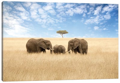 Elephants And Acacia Tree Canvas Art Print - Jane Rix