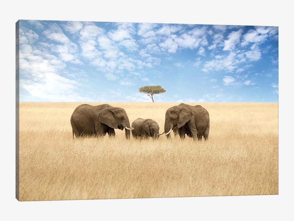 Elephants And Acacia Tree by Jane Rix 1-piece Canvas Artwork