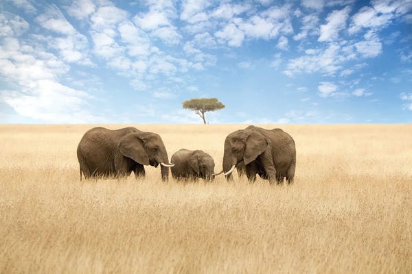 Jane Rix: Elephants And Acacia Tree by Jane Rix