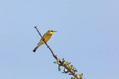 Bee-Eater And Blue Sky by Jane Rix multi panel art