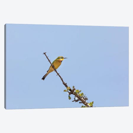 Bee-Eater And Blue Sky Canvas Print #JRX462} by Jane Rix Art Print
