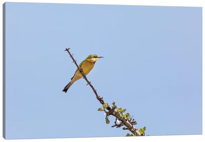 Bee-Eater And Blue Sky Canvas Art Print - Jane Rix