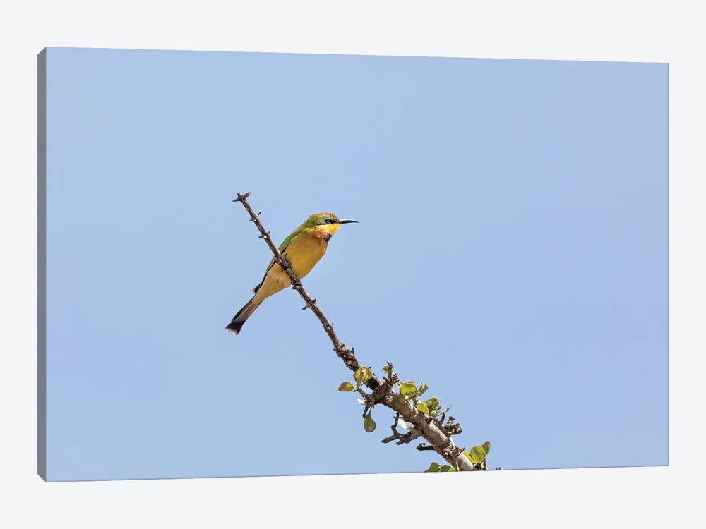 Bee-Eater And Blue Sky by Jane Rix 1-piece Canvas Print