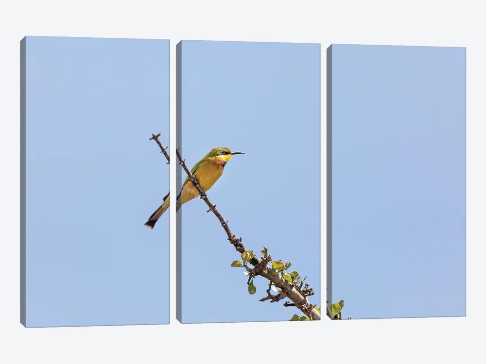 Bee-Eater And Blue Sky by Jane Rix 3-piece Art Print