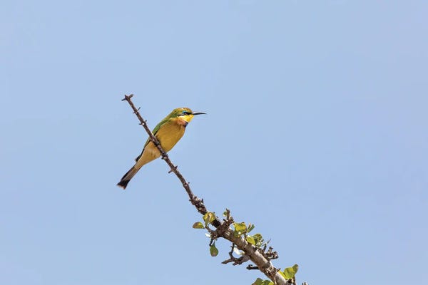 Jane Rix: Bee-Eater And Blue Sky by Jane Rix