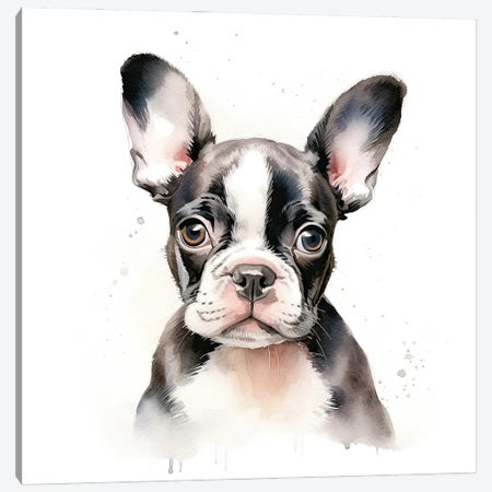 Boston Terrier Puppy Canvas Print #JRX464} by Jane Rix Canvas Art