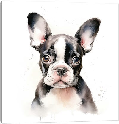 Boston Terrier Puppy Canvas Art Print - Puppy Art