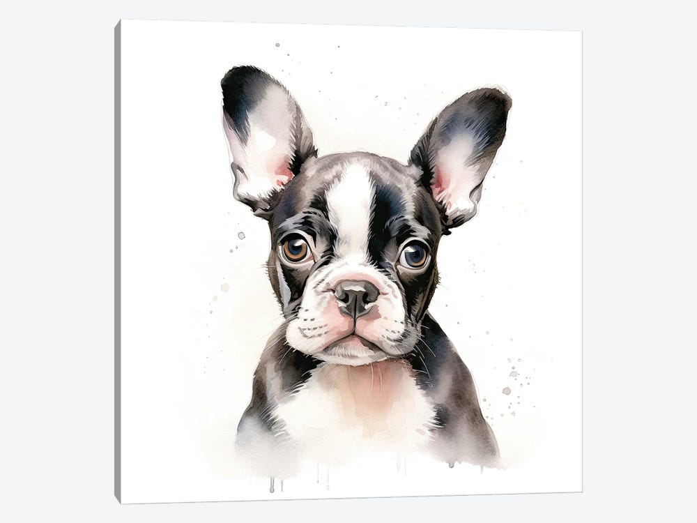 Boston Terrier Puppy by Jane Rix 1-piece Canvas Print