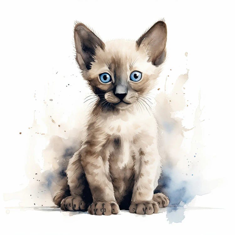 Siamese Kitten