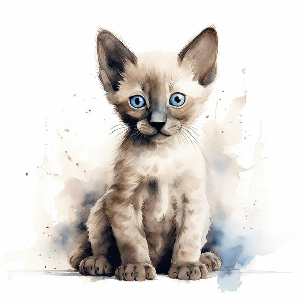 Jane Rix: Siamese Kitten by Jane Rix
