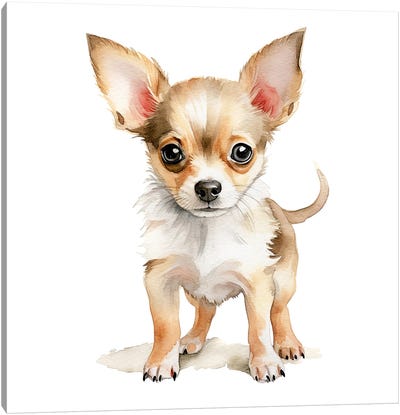 Chihuahua Puppy Canvas Art Print - Jane Rix