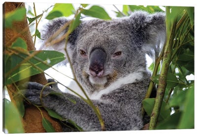 Koala In A Tree Close Up Canvas Art Print - Koala Art