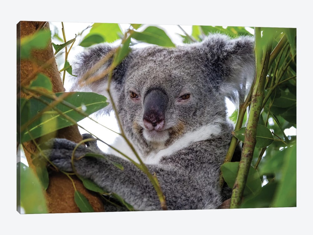 Koala In A Tree Close Up by Jane Rix 1-piece Art Print