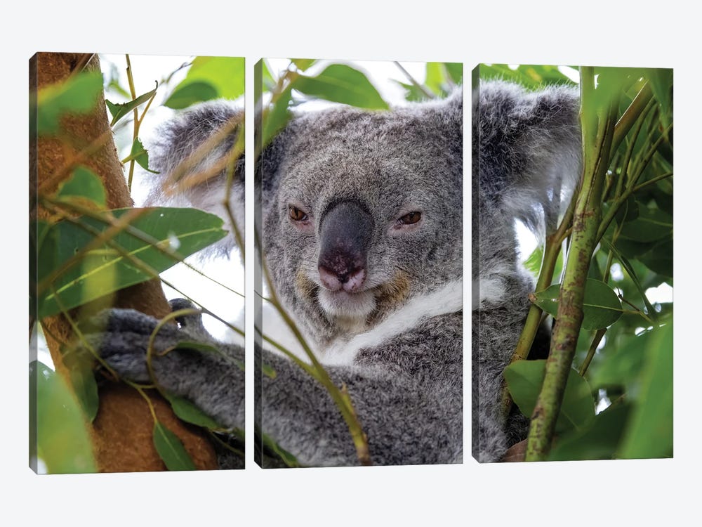 Koala In A Tree Close Up by Jane Rix 3-piece Art Print