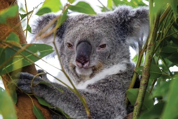 Koalas: Koala In A Tree Close Up by Jane Rix