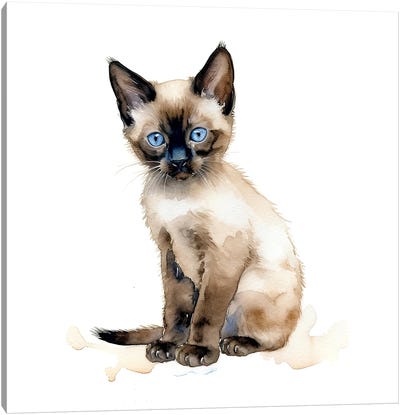 Chocolate Point Siamese Kitten Canvas Art Print - Siamese Cat Art