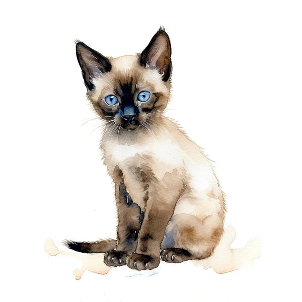 Siamese: Chocolate Point Siamese Kitten by Jane Rix