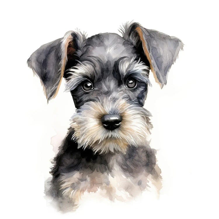 Miniature Schnauzer Puppy Watercolour