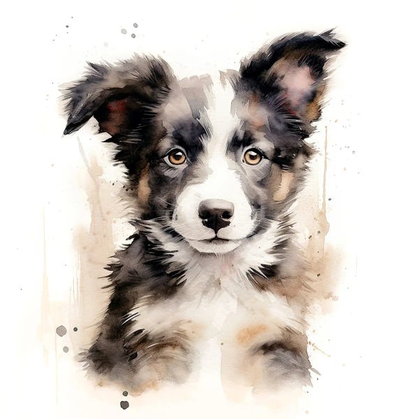 Border Collies: Border Collie Watercolour by Jane Rix