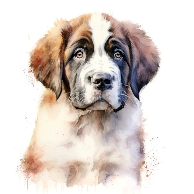 St Bernard Puppy