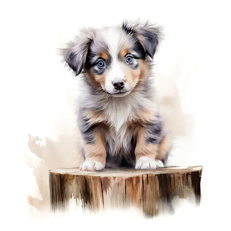 Australian Shepherd Puppy