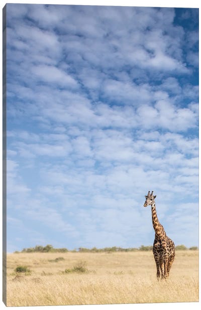 Giraffe Standing In The Long Grass Of The Masai Mara, Kenya Canvas Art Print - Maasai Mara National Reserve