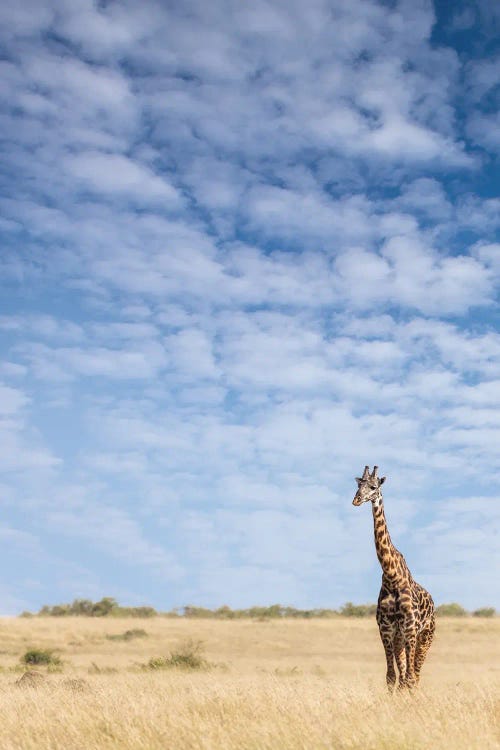 Giraffe Standing In The Long Grass Of The Masai Mara, Kenya