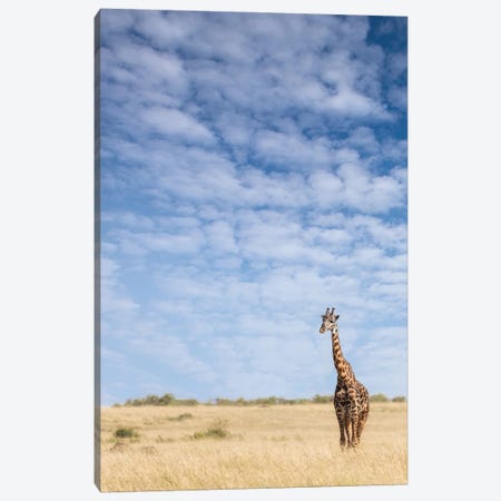 Giraffe Standing In The Long Grass Of The Masai Mara, Kenya Canvas Print #JRX51} by Jane Rix Canvas Print