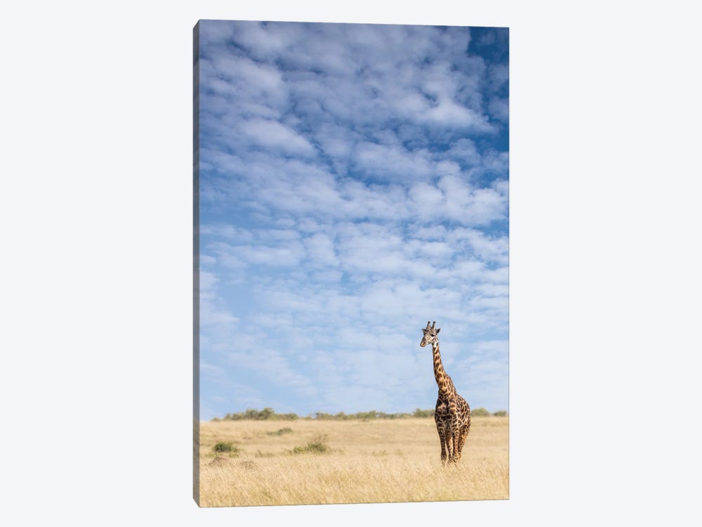 Giraffe Standing In The Long Grass Of The Masai Mara, Kenya by Jane Rix 1-piece Canvas Art Print