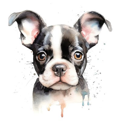 Boston Terrier Portrait Canvas Art Print By Jane Rix ICanvas   JRX527