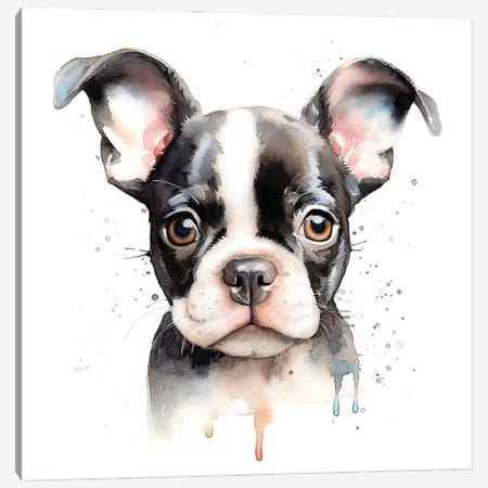 Boston Terrier Portrait Canvas Print #JRX527} by Jane Rix Canvas Print