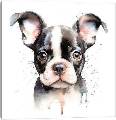 Boston Terrier Portrait Canvas Art Print - Jane Rix