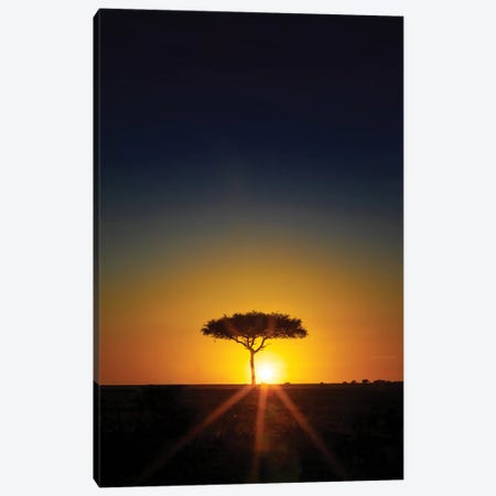 Acacia Tree On The Horizon At Sunset, Masai Mara Canvas Print #JRX52} by Jane Rix Canvas Print