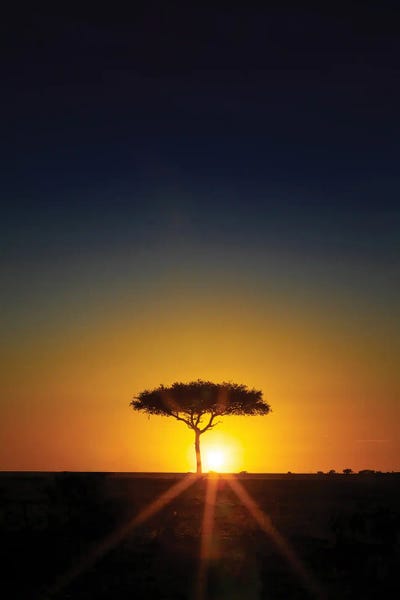 Maasai Mara National Reserve: Acacia Tree On The Horizon At Sunset, Masai Mara by Jane Rix