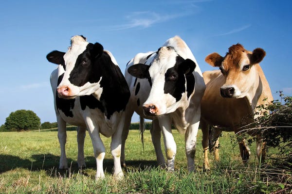 Jane Rix: Cow Trio by Jane Rix